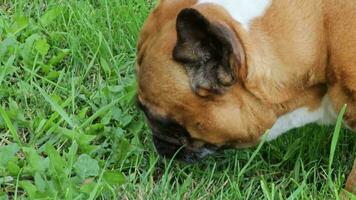 uma lindo castanho fêmea francês buldogue come fresco Relva em uma verde grama. fechar-se. video