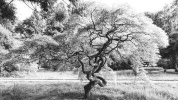 japonés hermosa árbol, arce árbol, tranquilidad en naturaleza, negro y blanco minimalista paisaje. antecedentes para relajación foto