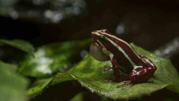 Anthony's poison arrow frog with vocal sac video