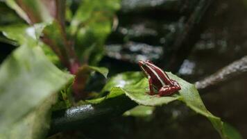 Anthony's poison arrow frog in the forest video
