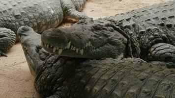 três maciço Nilo crocodilos em repouso imóvel video