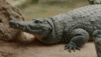 ruhig Nil Krokodil in der Nähe von das Wasser im das Zoo video