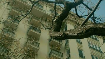 kaal boom in de buurt de appartement huis in klassiek Europese stijl video