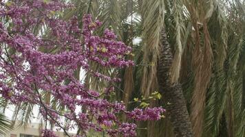 Tree branches fluttering on wind video