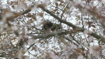 oiseau dans nid sur arbre video