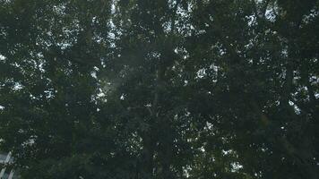 Sonne leuchtenden durch das dick Baum Krone im städtisch Park video