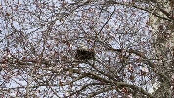 Pigeon in nest on tree video