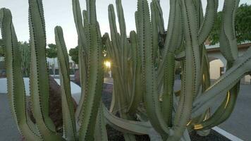 grande calle cactus con Dom brillante mediante sus tallos video