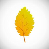 Yellow birch tree leaf. Autumn leaf of a tree on a white background. Vector illustration
