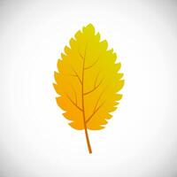 Yellow birch tree leaf. Autumn leaf of a tree on a white background. Vector illustration