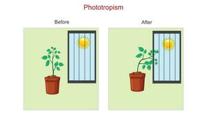 Phototropism is a plant's natural response to light, causing it to grow towards the light source. It enables plants to maximize energy absorption for photosynthesis. vector