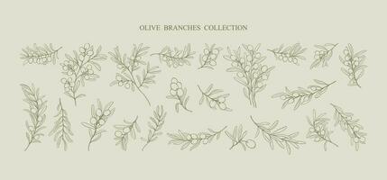 A set of hand drawn minimalistic line art olive branches . Vector modern floral Illustration. Elegant simple botanical drawings.