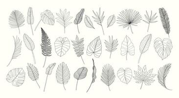 Line art tropical leaves set. Exotic leaves isolated on white background. Hand drawn floral clipart. Botanical illustration. Banana leaf drawing, monstera leaf. Trendy tropical line drawings. vector