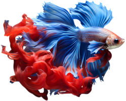 Colorful siamese fighting fish, AI generated, PNG file no background