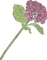 Lineart. Flower. Hydrangea branch. High quality vector illustration.