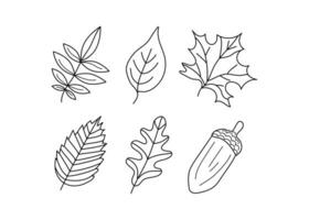 Set leaves, Acorn. Sketch, drawings, doodle style. Black and white vector illustration on white isolated background.