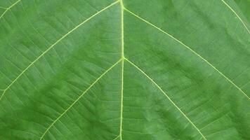 een detailopname van een groot groen teak boom blad en een mooi natuurlijk patroon kan worden gezien net zo een sap kanaal, en de natuurlijk synthese van zonlicht is een patroon gemaakt door natuur in een detailopname. video