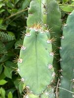 green cactus in the garden photo