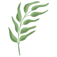 Branch of greenery.leaves for decorations. png