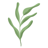 Branch of greenery.leaves for decorations. png