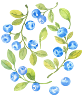 blåbär, vattenfärg hand dragen isolerat illustration skiss stil png