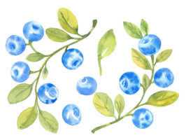 Blueberries, watercolor hand drawn isolated illustration sketch style png