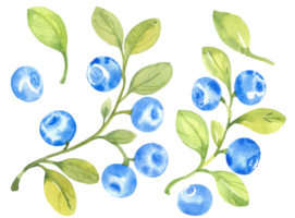 Blueberries, watercolor hand drawn isolated illustration sketch style png