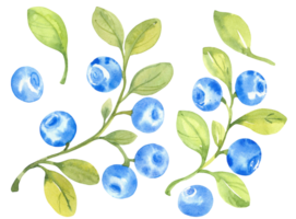 Blaubeeren, Aquarell Hand gezeichnet isoliert Illustration skizzieren Stil png