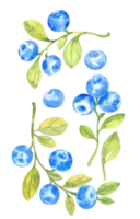 Blueberries, watercolor hand drawn isolated illustration sketch style png