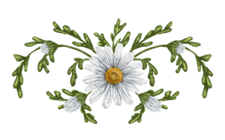 A composition of large wild daisies. Flowers, buds and leaves. Design for herbal tea, natural cosmetics, aromatherapy, health products png