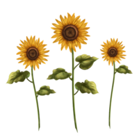 Bright yellow sunflowers on a white background. Digital illustration. For design, packaging, textiles, paper, postcards png