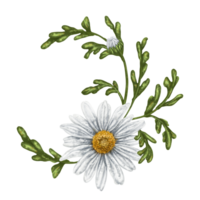 A crescent-shaped composition of large wild daisies. Flowers, buds and leaves. Design for herbal tea, natural cosmetics, aromatherapy, health products png