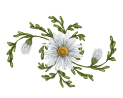 A composition of large wild daisies. Flowers, buds and leaves. Design for herbal tea, natural cosmetics, aromatherapy, health products png