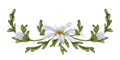 A composition of large wild daisies. Flowers, buds and leaves. Design for herbal tea, natural cosmetics, aromatherapy, health products png