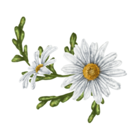 A composition of large wild daisies. Flowers, buds and leaves. Design for herbal tea, natural cosmetics, aromatherapy, health products png