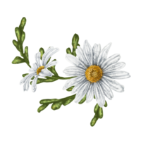 une composition de grand sauvage marguerites. fleurs, bourgeons et feuilles. conception pour à base de plantes thé, Naturel produits de beauté, aromathérapie, santé des produits png