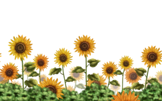 Horizontal seamless border with a composition of yellow flowers. A field of sunflowers in the village. Farmland, a place for grazing animals. Digital illustration. Design template. png