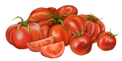 A large composition of red ripe tomatoes of different varieties. Slices, halves, cherry tomatoes. Digital illustration. For packaging design, postcards, prints, textiles png