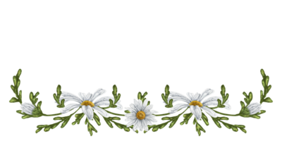 Composition b of large wild daisies. Flowers, buds and leaves. Design for herbal tea, natural cosmetics, aromatherapy, textiles png