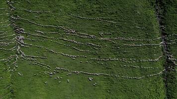 une troupeau de mouton et chèvres marcher dans Lignes le long de une été Montagne prairie, aérien vue video