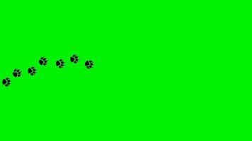 Paw footprint animation on green screen. Dog foot footage, Cat feet video, puppy pet footprint walk, Animated Animal foot print icon in 4k video