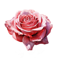 Red watercolor rose flower. AI Generative Pro PNG
