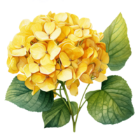 Watercolor illustration of a yellow hydrangea flower. AI Generative Pro PNG