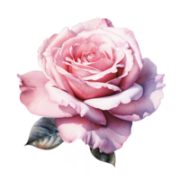 Rosa Aquarell Rose Blume. ai generativ Profi png