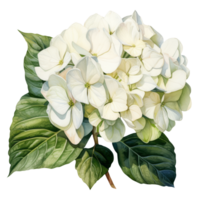 acquerello illustrazione di un' bianca ortensia fiore. ai generativo professionista png