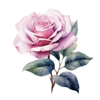 Pink watercolor rose flower. AI Generative Pro PNG