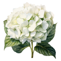 Watercolor illustration of a white hydrangea flower. AI Generative Pro PNG