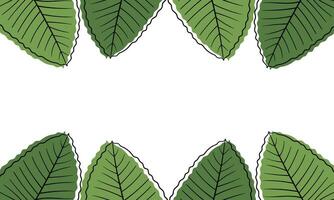 leaf hand drawn illustration background with nature theme on white background vector