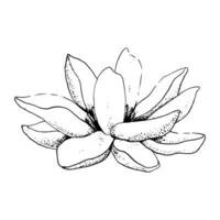 Vector lotus flower realistic graphic sketch illustration for yoga centers and logos, natural cosmetics, health care