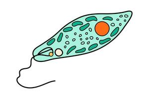 Euglena Viridis proteus science icon with nucleus, vacuole, contractile. Biology education laboratory cartoon protozoa organism. Bold bright unicellular microorganism. Vector illustration isolated